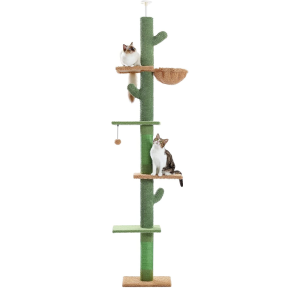 Cactus Climbing Tree
